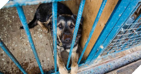 Thị trưởng Seoul đưa ra tuyên bố chính thức: ‘Sẽ đóng cửa tất cả các lò giết thịt chó ở đây’