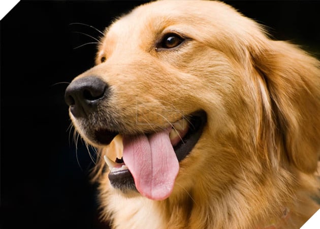 thông tin giống chó golden retriever