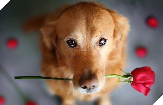 huấn luyện chó nhặt đồ đơn giản và hiệu quả