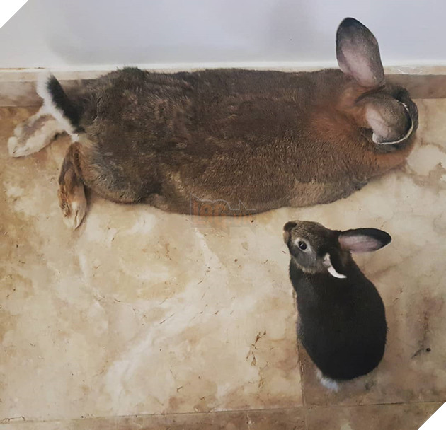 
Còn chàng có tên là Romeo, không rõ là được bao nhiêu tuổi rồi, nhưng nặng chỉ có 1,81kg, tức là chỉ bằng ¼ của nàng mà thôi.