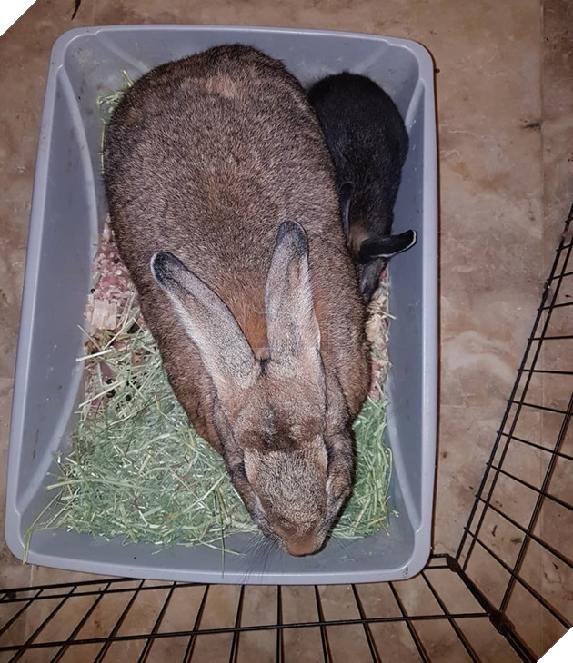 
Đặc biệt, Romeo là một anh chàng si tình hiếm thấy, cứ lẵng nhẵng bám đuôi theo Lilly khắp mọi nơi, bất kể là đi đâu hay làm gì.