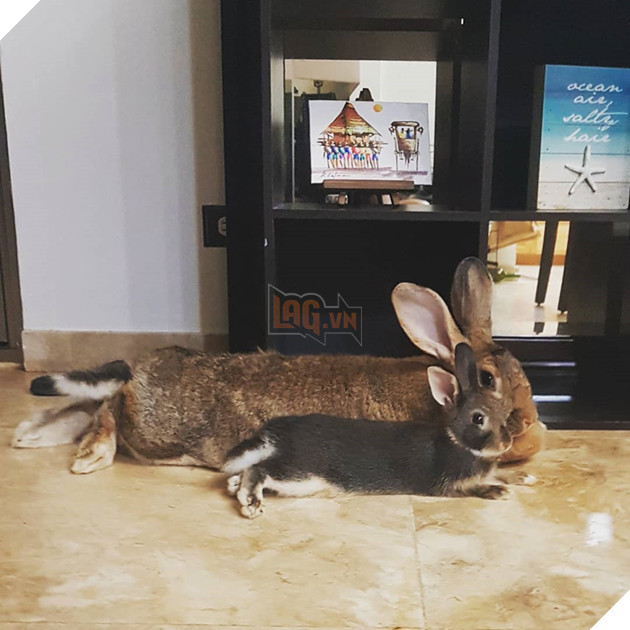 
Vì thế cho nên ai mới nhìn vào cặp đôi này cũng tưởng đó là một cặp mẹ con chính hiệu.