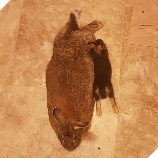 
Có lẽ chàng ta nghĩ rằng nếu có chuyện gì không may xảy ra, Lilly sẽ luôn sẵn sàng bảo vệ nó.