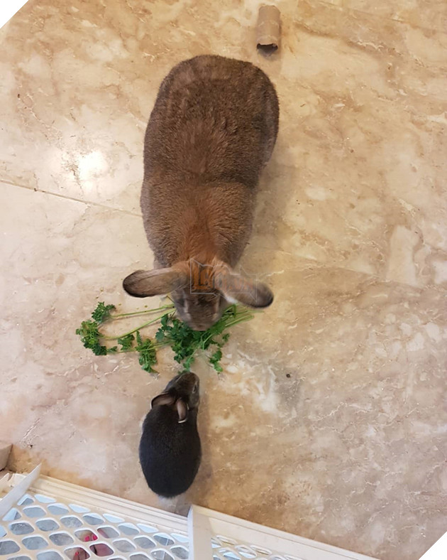 
Chúng chia sẻ cho nhau mọi thứ từ miếng ăn cho đến chiếc giường ngủ.