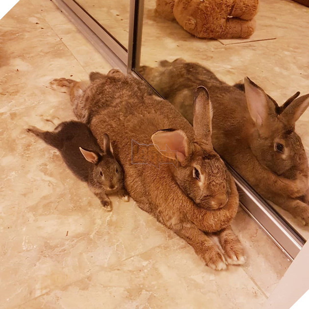 
Thật ra đó là một cặp đôi đang yêu nhau đấy, cho dù có sự chêch lệnh đáng kể về ngoại hình và cân nặng.