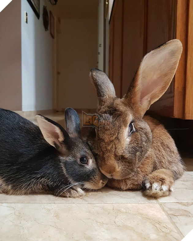 
Dù khác biệt nhiều về chỉ số bàn cân như thế nhưng cặp đôi này yêu nhau ngay từ lần đầu tiên gặp gỡ và không rời nhau nửa bước.