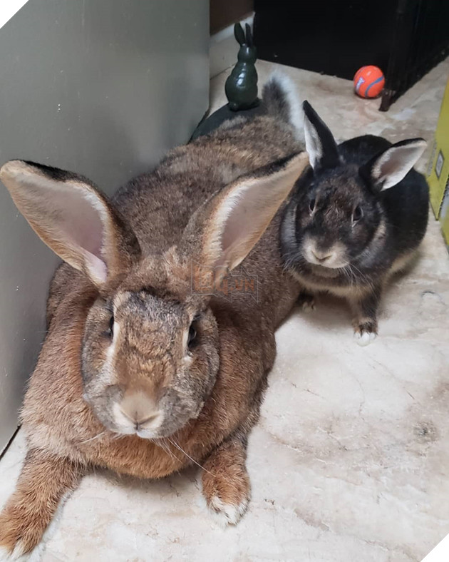 
Nàng có tên là Lilly Sunshine, năm nay được 3 tuổi, cân nặng 7,26kg và có số đo ba vòng bằng nhau.