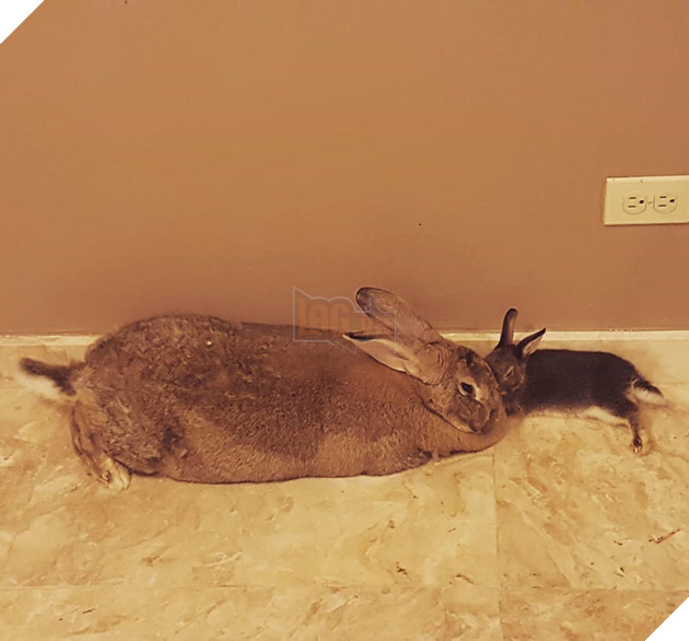 
Cặp đôi thỏ mà bạn đang nhìn thấy đây không phải là thỏ mẹ và thỏ con giống như suy nghĩ đầu tiên xuất hiện trong đầu bạn đâu nhé.