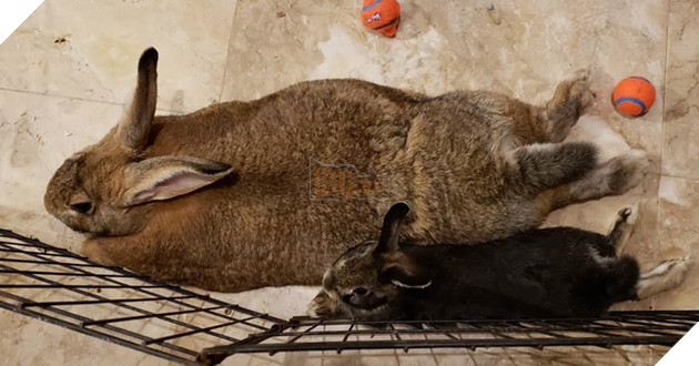 
Romeo được đặt cho biệt danh “ông chồng bé con” cũng vì sự bé bỏng của mình so với người yêu.