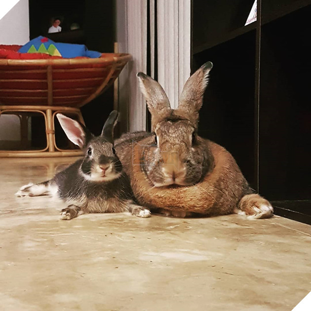 
Cặp đôi đáng yêu này đã cho chúng ta thấy rằng trong tình yêu ngoại hình cũng quan trọng, nhưng miễn chúng ta thấy đối phương là người đẹp nhất trong mắt mình thì đó mới là điều quan trọng nhất.