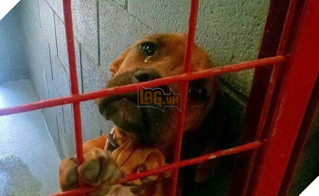 chú chó khóc khi biết bị chủ nhân bỏ rơi