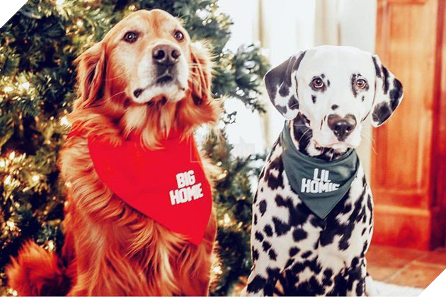 Ch&#250; ch&#243; đốm trở th&#224;nh ng&#244;i sao Instagram nhờ chiếc mũi h&#236;nh tr&#225;i tim độc nhất v&#244; nhị - Ảnh 5.