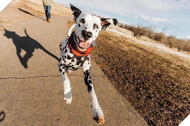 Ch&#250; ch&#243; đốm trở th&#224;nh ng&#244;i sao Instagram nhờ chiếc mũi h&#236;nh tr&#225;i tim độc nhất v&#244; nhị - Ảnh 4.