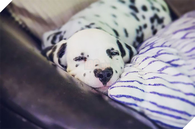 Ch&#250; ch&#243; đốm trở th&#224;nh ng&#244;i sao Instagram nhờ chiếc mũi h&#236;nh tr&#225;i tim độc nhất v&#244; nhị - Ảnh 1.