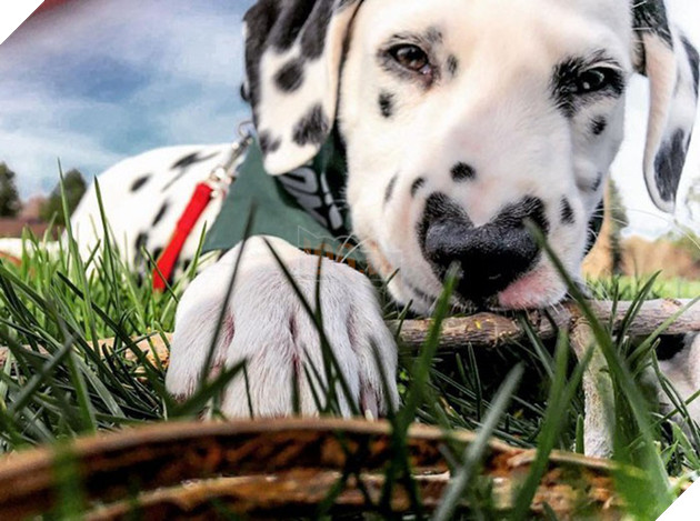 Ch&#250; ch&#243; đốm trở th&#224;nh ng&#244;i sao Instagram nhờ chiếc mũi h&#236;nh tr&#225;i tim độc nhất v&#244; nhị - Ảnh 4.