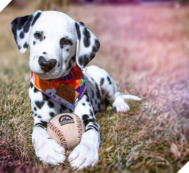 Ch&#250; ch&#243; đốm trở th&#224;nh ng&#244;i sao Instagram nhờ chiếc mũi h&#236;nh tr&#225;i tim độc nhất v&#244; nhị - Ảnh 4.