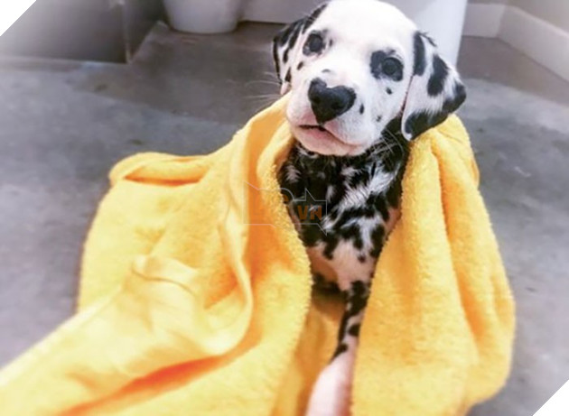 Chú chó đốm trở thành ngôi sao Instagram nhờ chiếc mũi hình trái tim độc nhất vô nhị - Ảnh 2.