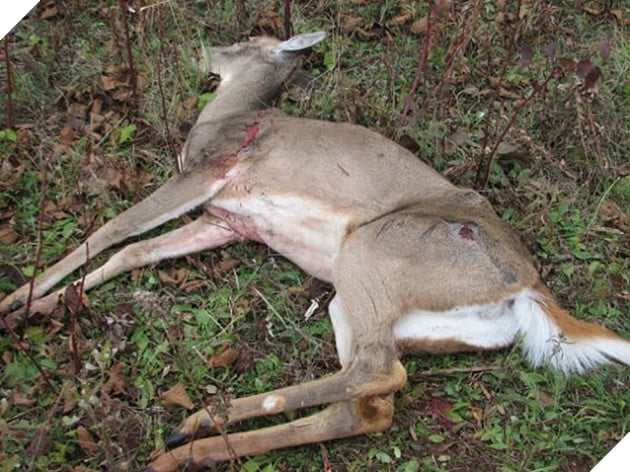 CWD - Hươu Zombie - Những điều bạn cần biết về dịch bệnh truyền nhiễm đáng sợ này 2