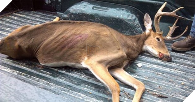 Image result for CWD lÃ  gÃ¬