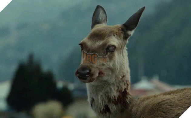 Image result for CWD and zombie