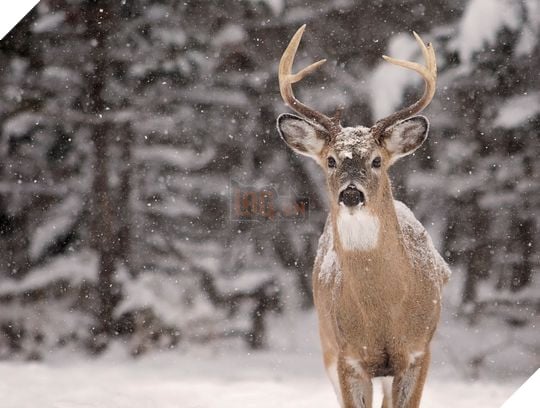 Nam 2005 da tung co 200 nguoi an thit Huou Zombie nhiem CWD va day la ket qua 2 Chronic wasting disease is a prion disease that affects deer, elk, reindeer, sika deer and moose.