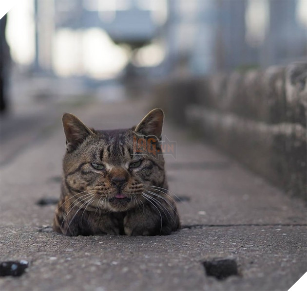 
Hiện tại trang Instagram của Nyankichi có đến 104.000 người theo dõi, và anh chỉ dùng nó để post ảnh những chú mèo lỗ cống tinh nghịch này thôi.