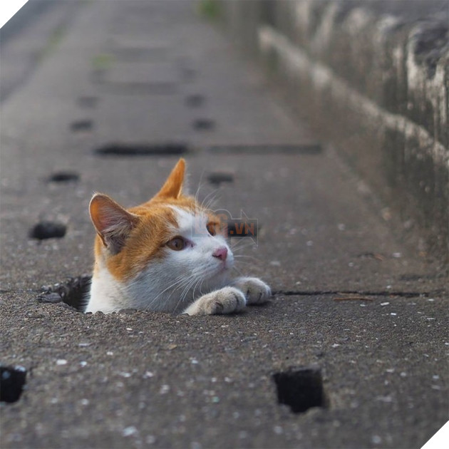 
Đừng cố gắng quấy phá, đừng xâm phạm vào cuộc sống yên bình của chúng, và nhất là đừng tiết lộ địa điểm này ra nhé.