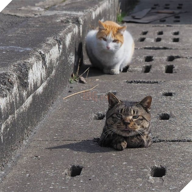 
Với những ai đang sinh sống hay du lịch tại Nhật Bản, nếu có một ngày bạn đi ngang qua những khu nào có nhiều lỗ cống như thế này…