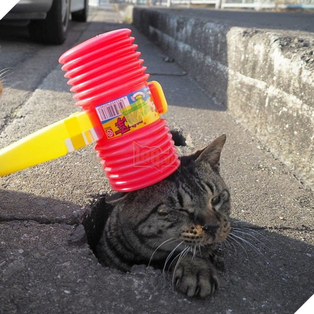 
Cuối tuần nào cũng thế, Nyankichi đều ra những lỗ cống này để chơi trò đập chuột với đám mèo nghịch ngợm tò mò này.