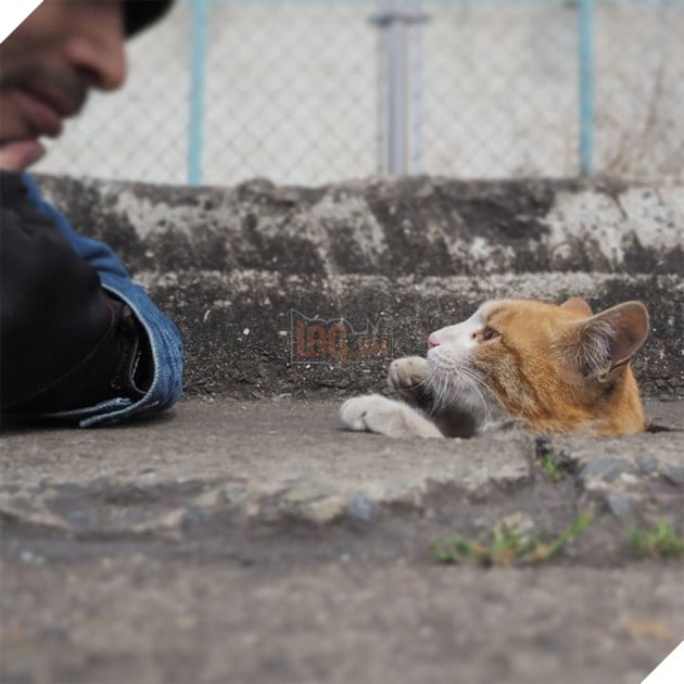 
Nyankichi cho biết anh không phải là chủ của con mèo nào ở đây, thế nhưng bây giờ thì chúng đã xem anh là một người bạn thân thiết rồi.