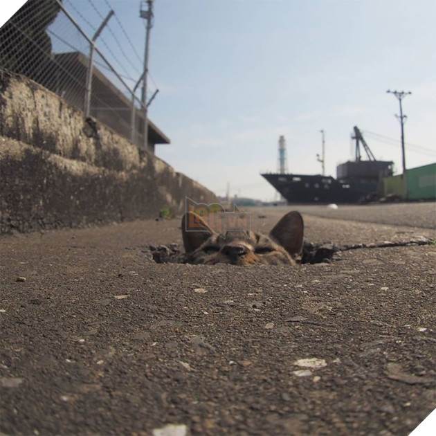 
Họ lo sợ rằng cuộc sống yên bình của chúng sẽ bị quấy phá, hoặc thậm chí chúng sẽ bị hại.