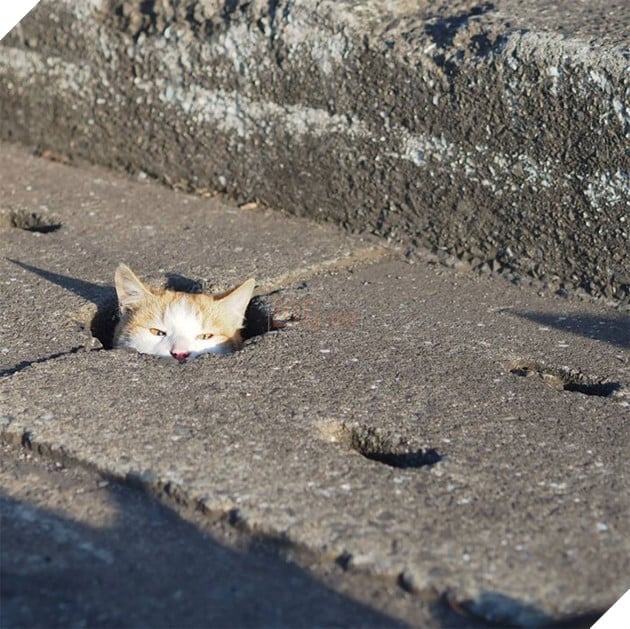 
Trong khi đang lang thang trên những con phố ở nước Nhật, nhiếp ảnh gia Nyankichi Rojiupa vô tình bắt gặp những đôi mắt đang nhìn lại mình từ bên dưới những lỗ cống.