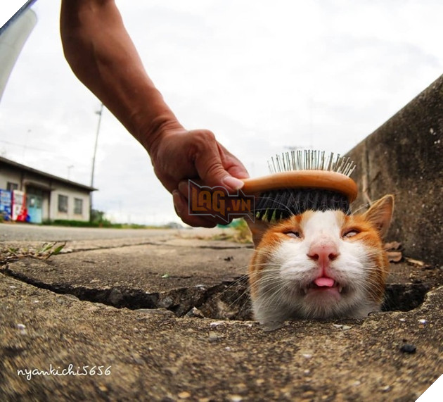 
Thế nhưng bằng sự kiên nhẫn và dịu dành, anh đã thuyết phục được chúng rằng mình là người tốt và không có ý định làm hại chúng.