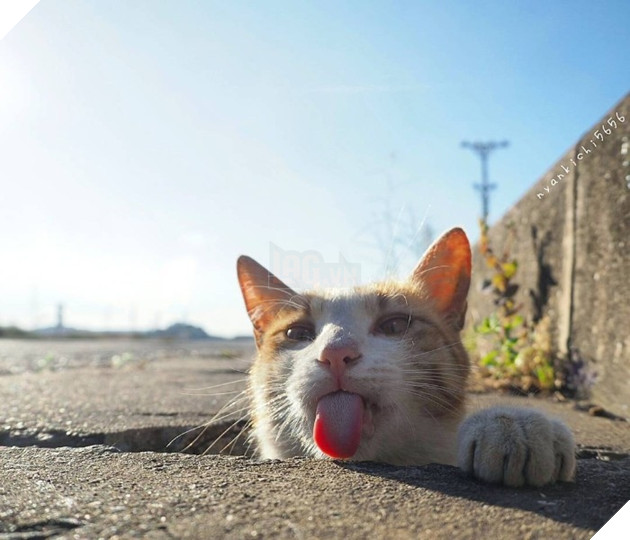 
Thế là cuối cùng bầy mèo đã tin tưởng và cho anh chơi cùng.