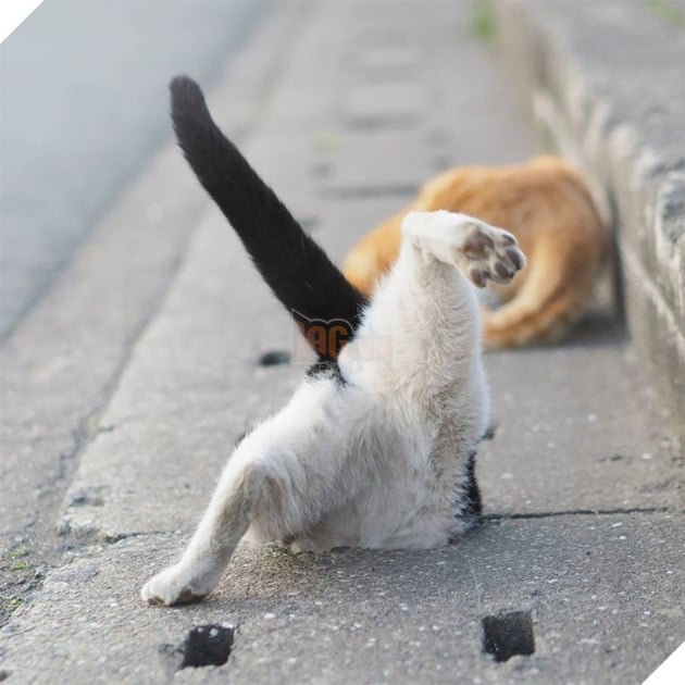 
Một khi đã quen dần, chúng còn tạo dáng vô số kiểu để cho anh chụp ảnh nữa đấy.