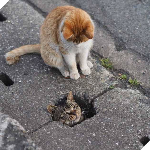 
Thỉnh thoảng, nhiều người lại tỏ ra quan ngại rằng việc liên tục đăng tải hình ảnh của những chú mèo sẽ khiến cho nơi ở bí mật của chúng bị lộ.