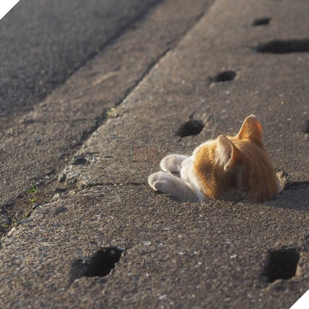 
Hy vọng những chú mèo đáng yêu này sẽ được tự do sống cuộc sống vui vẻ vô tư lự của chúng.