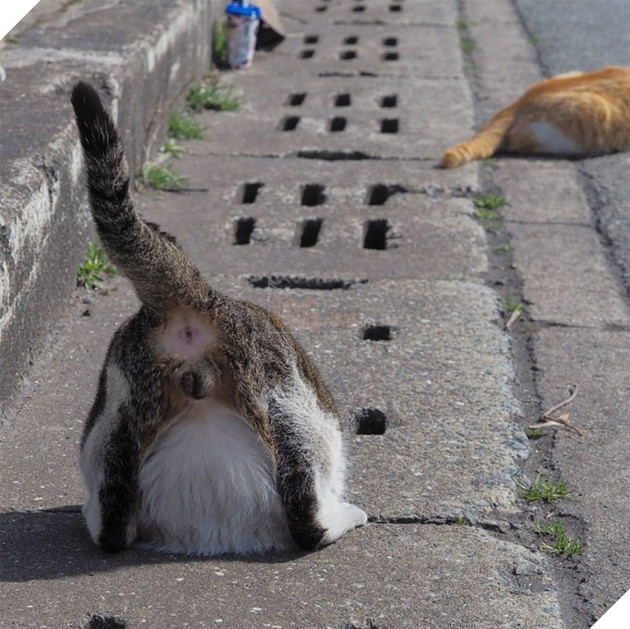 
Chúng sẽ rất vui nếu được tiếp tục sống và vui đùa thoải mái như thế này đấy.