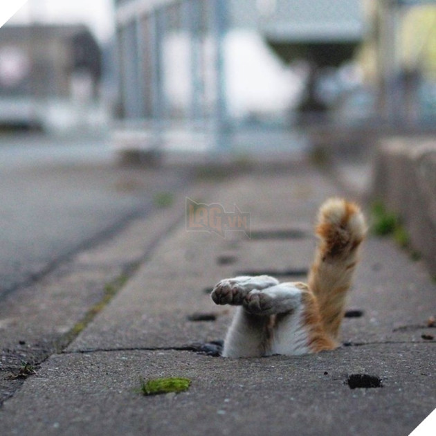 
Tuy nhiên Nyankichi cho biết khu vực này hoàn toàn được bảo vệ rất kỹ, và anh đảm bảo sẽ không có ai biết đến bí mật ngộ nghĩnh dưới lòng đất này ngoại trừ anh và một số ít người khác.