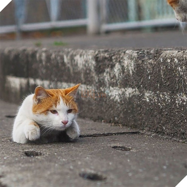 
Dù sinh ra trong nghịch cảnh, không có sen nào ở bên để giải trí và hầu hạ hay mua đồ chơi cho, thế nhưng chúng vẫn rất biết cách vui đùa và tận hưởng cuộc sống.