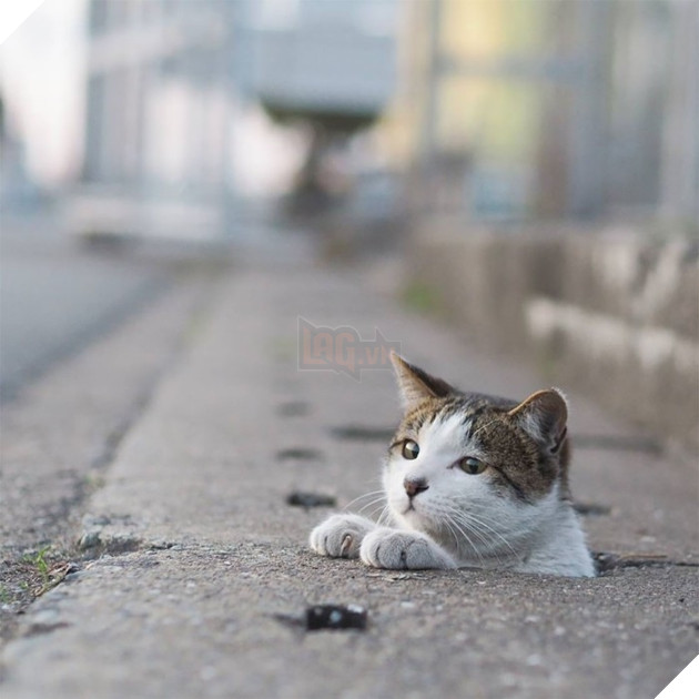 
Tận dụng những lỗ cống xếp hàng san sát nhau trên mặt đường, bầy mèo chọn nơi đó làm tụ điểm vui chơi suốt cả ngày đêm.
