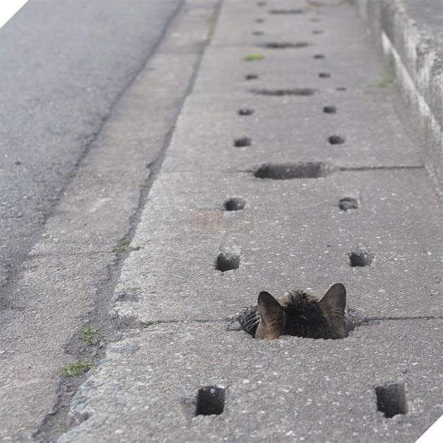 
Nyankichi cho biết ban đầu lúc mới gặp anh, chúng rất nhát và trốn rất kỹ bên dưới cống, chỉ thò đầu ra xem xét tình hình sau khi anh đã đi khỏi.