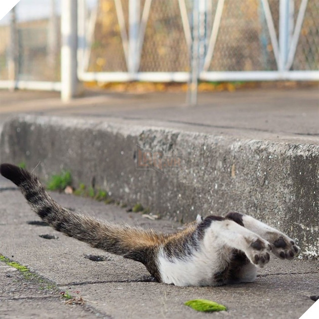 
Thì bạn hãy chỉ cần đứng ngắm, hoặc xin phép chúng chơi cùng thôi nhé.
