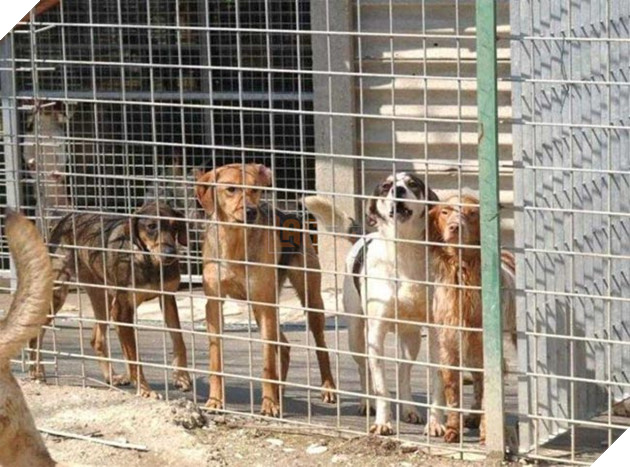 chú chó tim chủ sau 3 năm và 600km