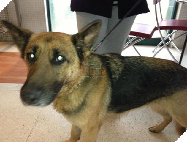 chú chó tim chủ sau 3 năm và 600km