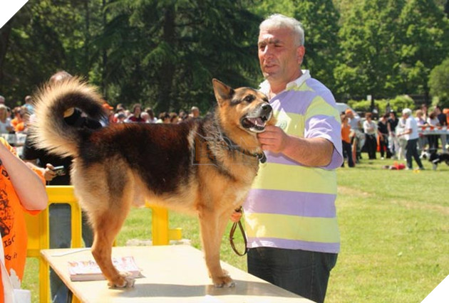chú chó tim chủ sau 3 năm và 600km