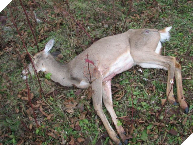Nam 2005 da tung co 200 nguoi an thit Huou Zombie nhiem CWD va day la ket qua Image result for CWD