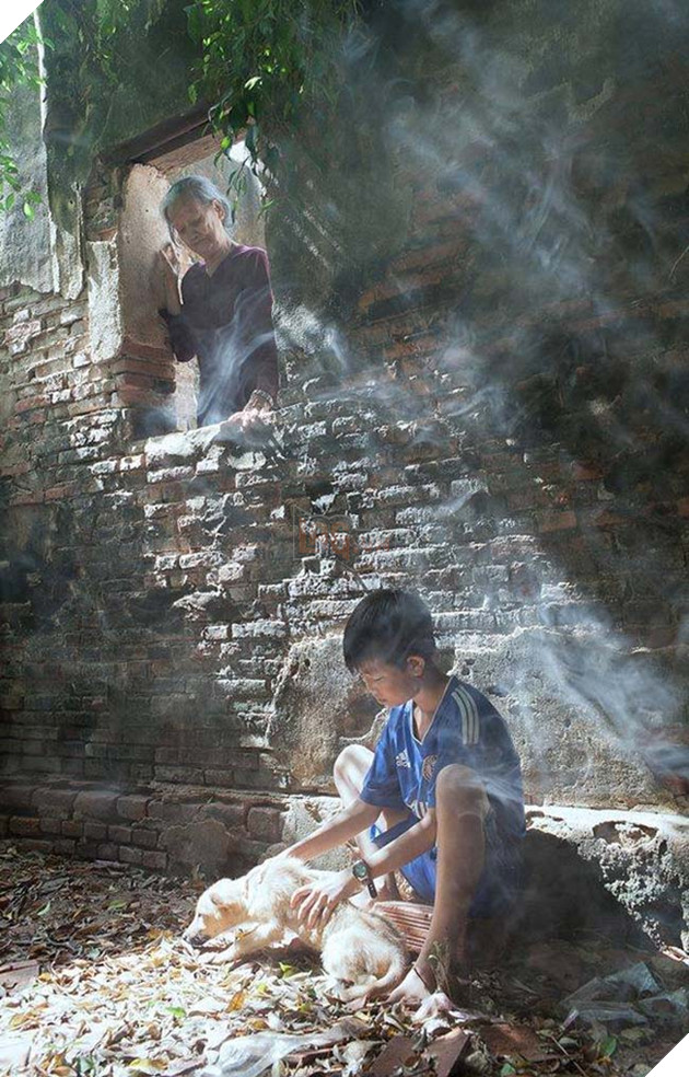 chú chó ốm không muốn làm phiền chủ