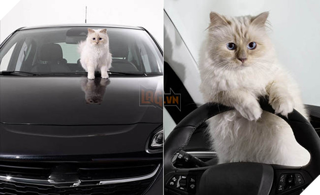Co meo cua huyen thoai Karl Lagerfeld se la “em boss” giau nhat the gioi voi 4600 ty? 2 Cô mèo của huyền thoại Karl Lagerfeld sẽ là “em boss” giàu nhất thế giới với 4600 tỷ? 2