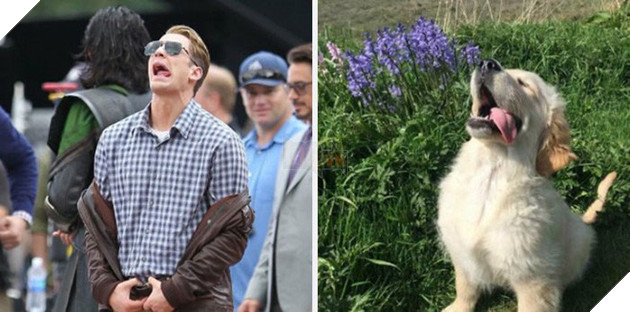 [Vui] Twitter chỉ ra sự giống sau đến kỳ lạ giữa tài tử Chris Evans và chó Golden Retriever - Ảnh 1.